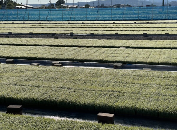 ４. 育苗（いくびょう）