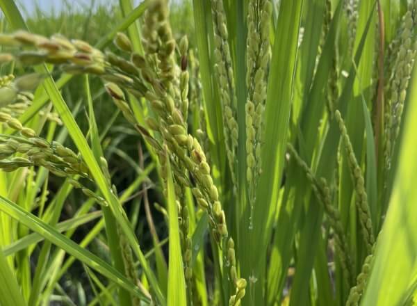 11. 出穂（しゅっすい）・登熟