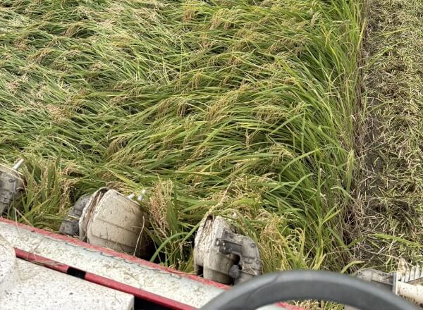 13. 稲刈り・収穫