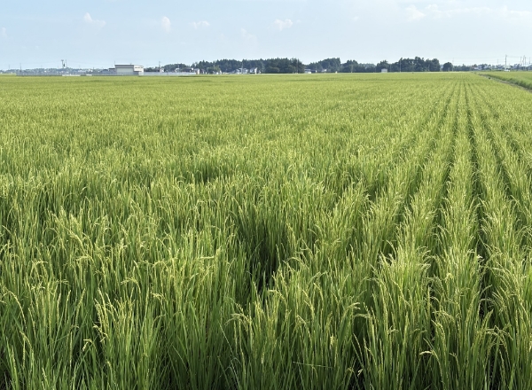 ７. 出穂（しゅっすい）・登熟