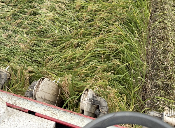 ９. 稲刈り・収穫