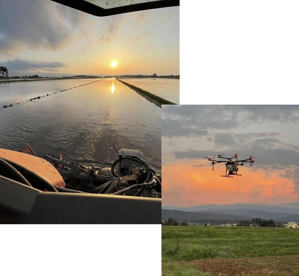 ファーマーズ稲について