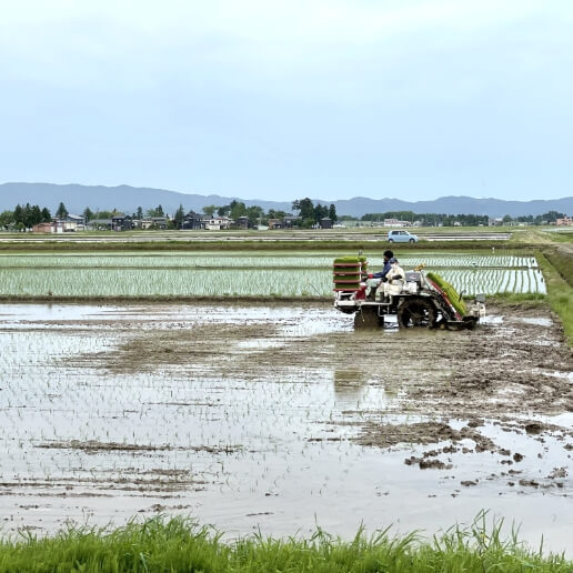 田植えの様子
